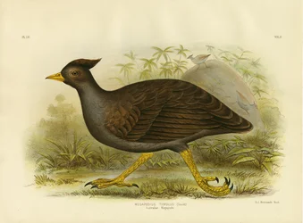 Megápodo australiano, 1891